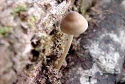 Mycena galericulata