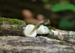 Mycena niveipes