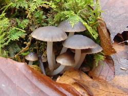 Mycena semivestipes