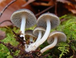Mycena semivestipes