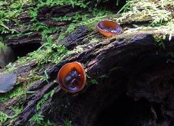 Pachyella clypeata