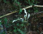 Cordyceps polyarthra