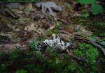 Cordyceps polyarthra