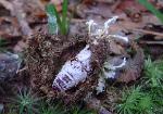 Cordyceps polyarthra