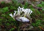 Cordyceps polyarthra