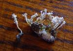 Cordyceps polyarthra