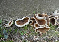 Peziza domiciliana