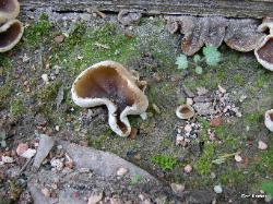Peziza domiciliana