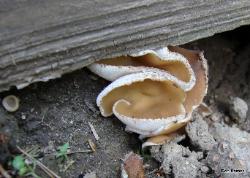 Peziza domiciliana