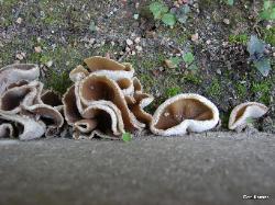 Peziza domiciliana