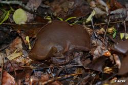 Peziza phyllogena