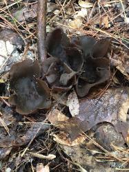 Peziza phyllogena