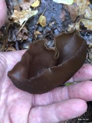 Peziza phyllogena