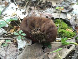 Peziza phyllogena