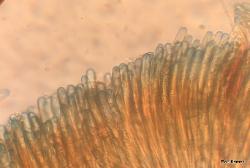 Peziza phyllogena asci