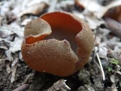 Peziza phyllogena