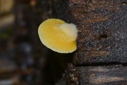 Phyllotopsis nidulans