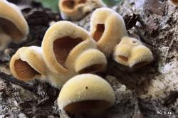 Phyllotopsis nidulans