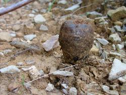 Pisolithus arenarius