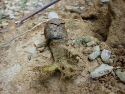 Pisolithus arenarius