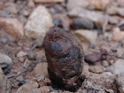 Pisolithus arenarius