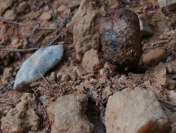 Pisolithus arenarius