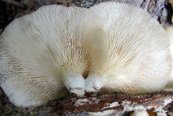 pleurotus ostreatus 