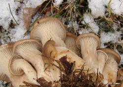 pleurotus ostreatus 