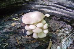 pleurotus ostreatus 