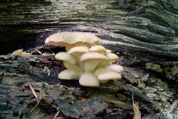 pleurotus ostreatus 