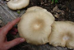 pleurotus ostreatus 