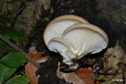 pleurotus ostreatus 