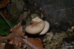 pleurotus ostreatus 