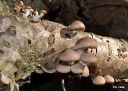 pleurotus ostreatus 