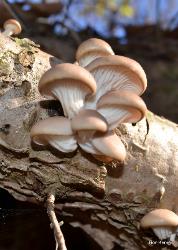 pleurotus ostreatus 