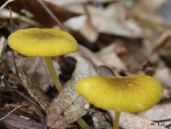 Pluteus chrysophlebius
