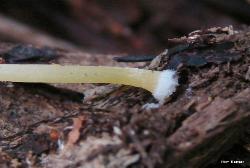 Pluteus chrysophlebius