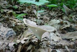 Cerioporus leptocephalus