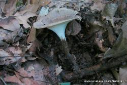 Cerioporus leptocephalus