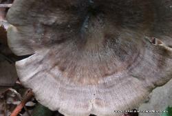 Cerioporus leptocephalus