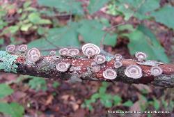 Poronidulus conchifer