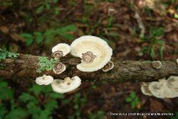 Poronidulus conchifer