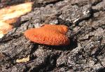 Trametes cinnabarina