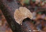 schizophyllum commune 