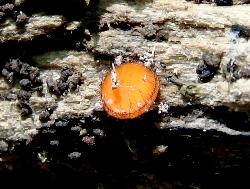 Scutellinia scutellata