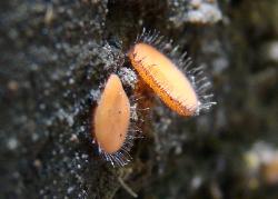 Scutellinia scutellata