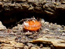 Scutellinia scutellata