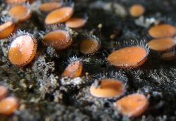 Scutellinia scutellata