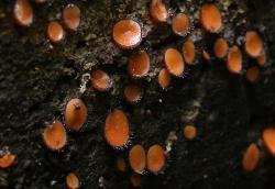 Scutellinia scutellata
