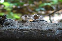 Poronidulus conchifer